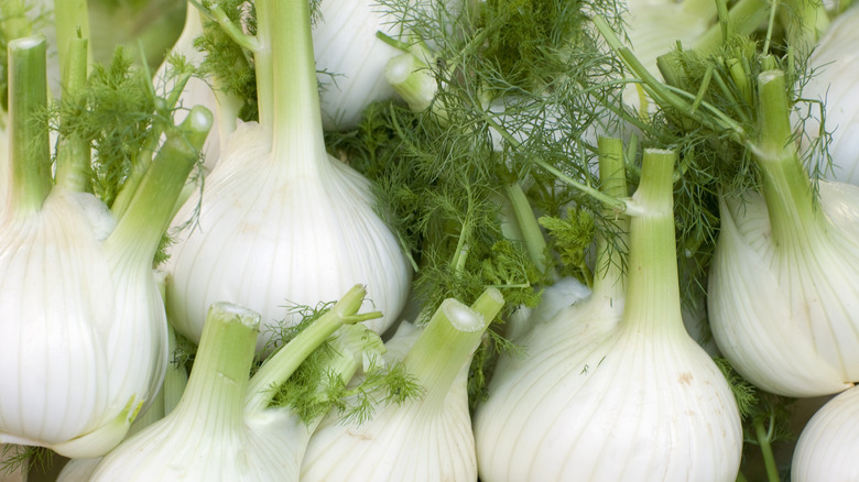 fresh fennel bulbs