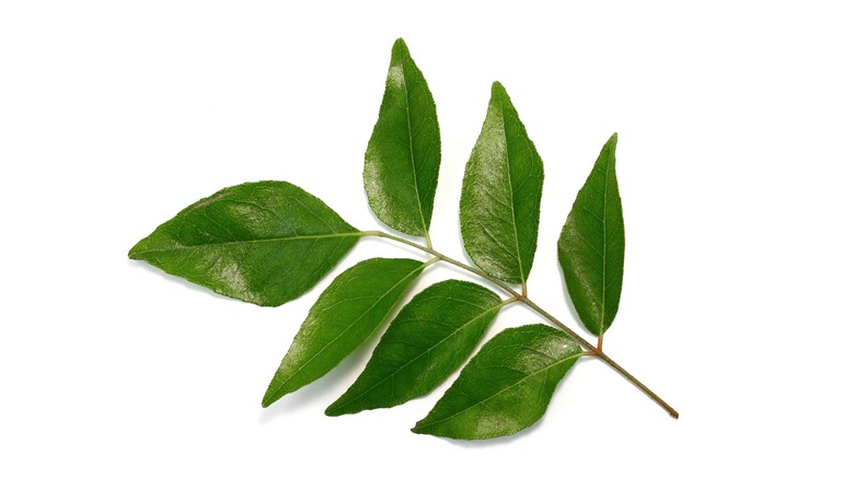 sprig of curry leaves