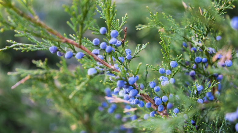 juniper berries on tree bough