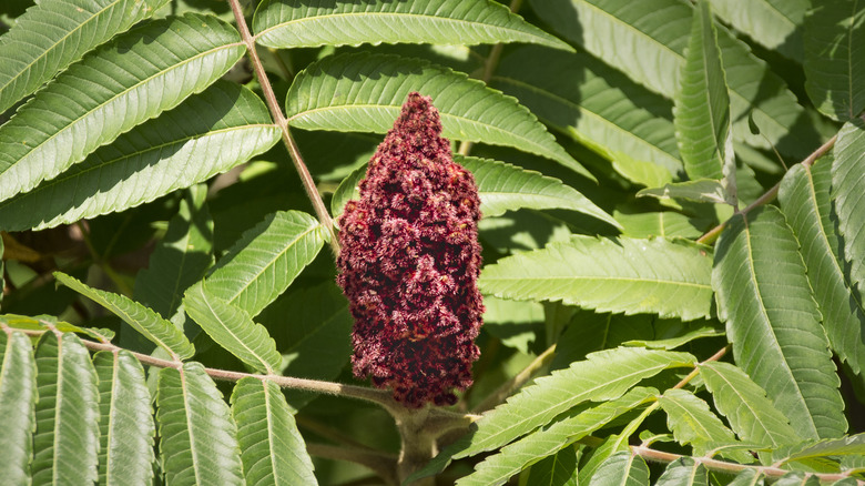 deep red sumac flower