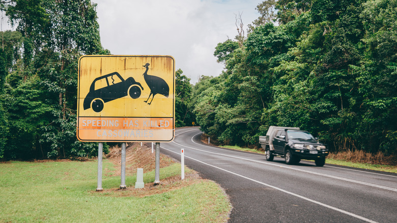 speeding and roadkill sign