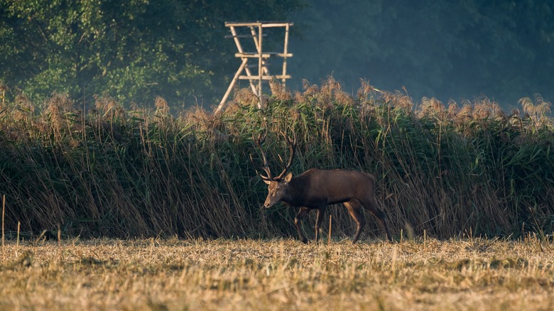 deer in tall grass