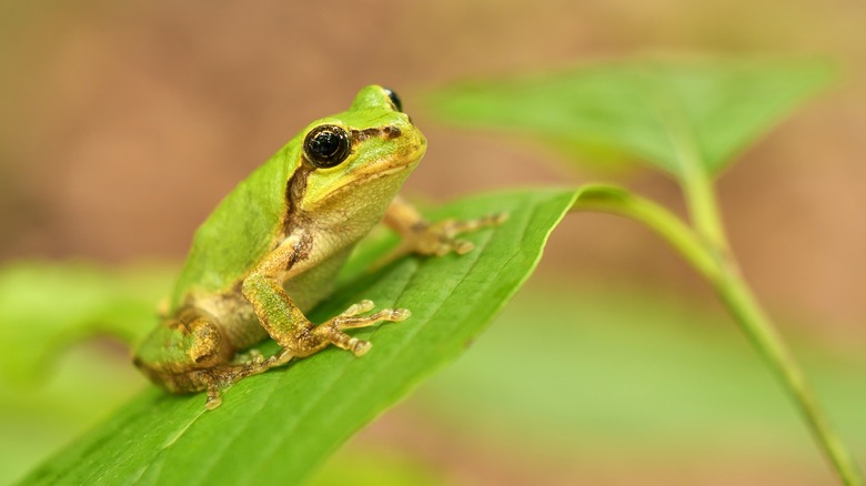 frog on leaf