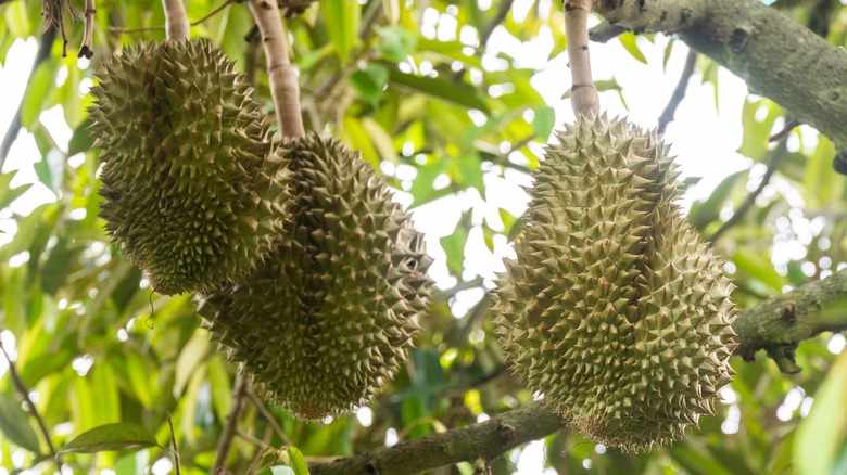 Durian growing on trees