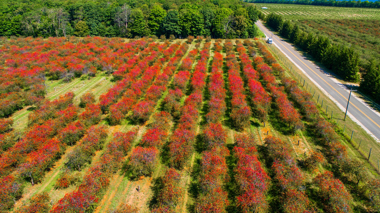 A field of cherry trees in Traverse City, Michigan next to a rural road