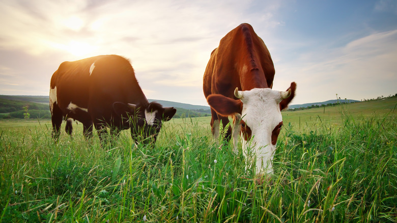 Cows eating grass in field