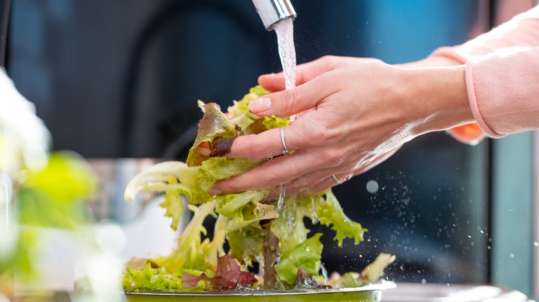 person washing lettuce