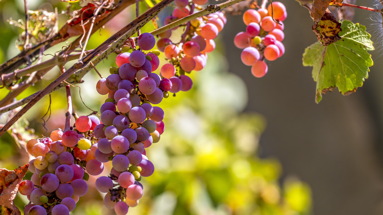 Wine grapes on vine