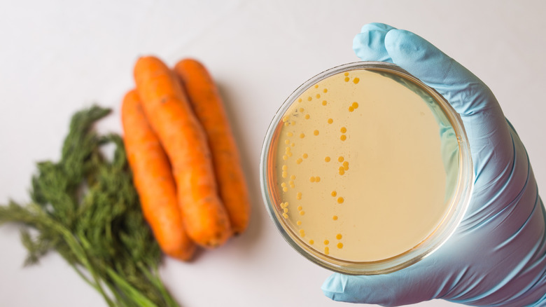 Person testing vegetables for E. coli