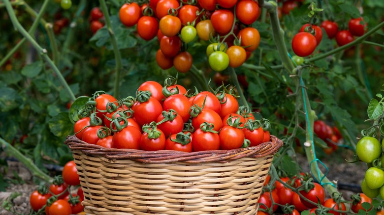 Wicker basket of fresh tomatoes