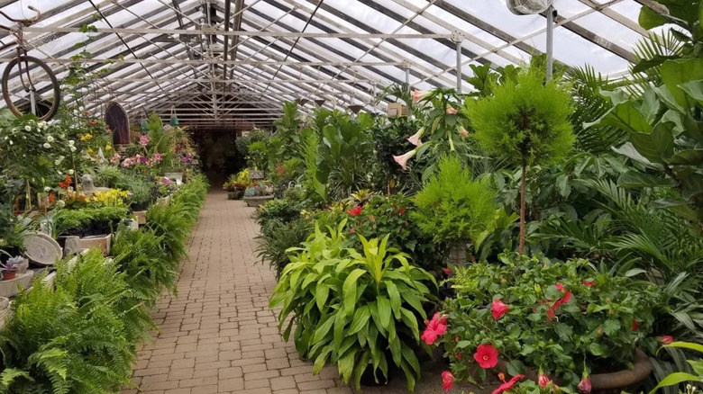 Almanac Planting Co. Greenhouse