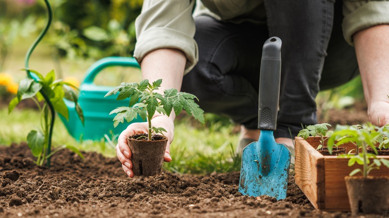 Person planting in garden