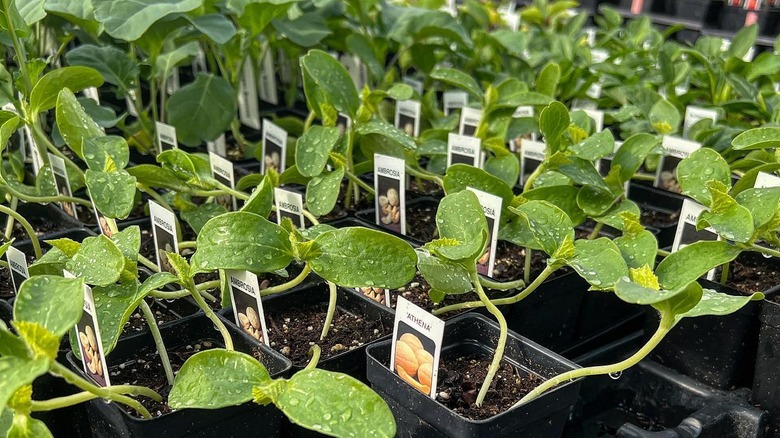 Cantelope plants in GrowJoy greenhouse