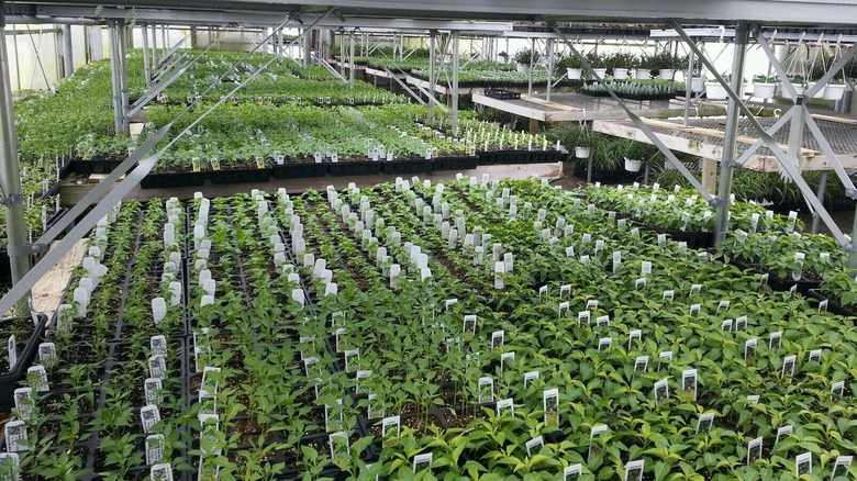 Plants in Hirt's Gardens greenhouse