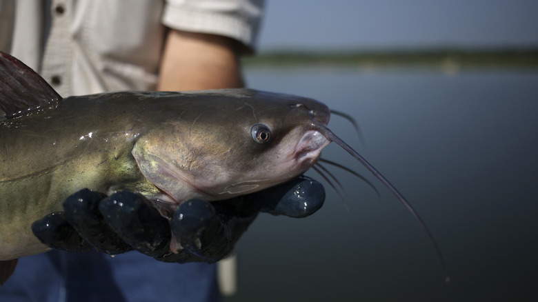 Fisher holding catfish