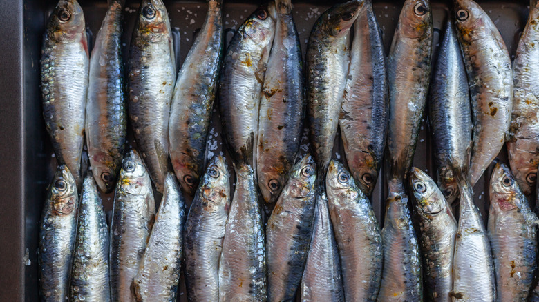 Raw sardines in two rows