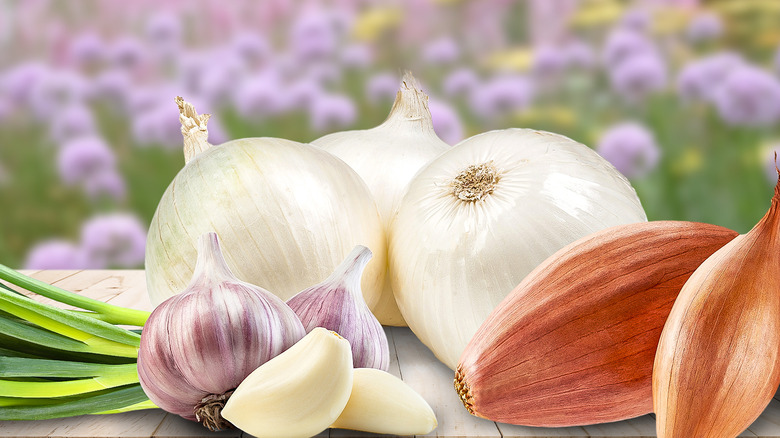 arrangement of alliums against backdrop of chives