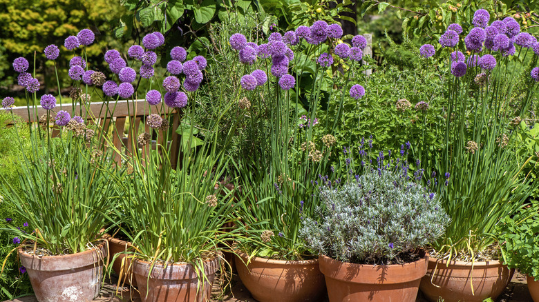 purple-flowered alliums growing in terra cotta pots