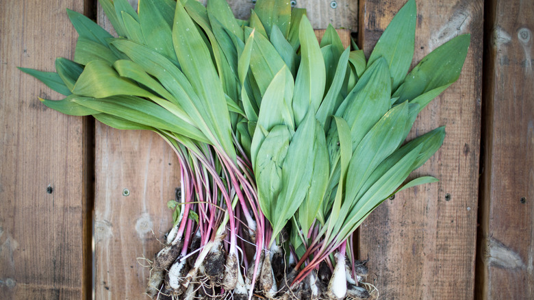 wild ramps bunched on wooden board