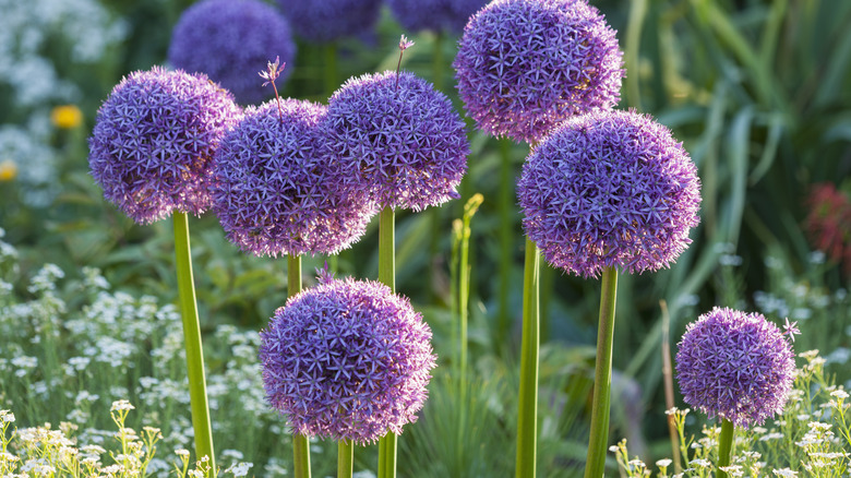 allium flowers in field