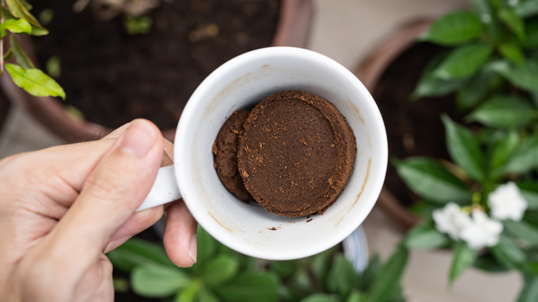 Hand holding a mug with used coffee grounds above potted plants