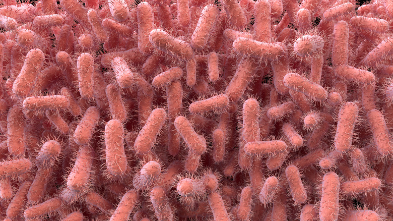 E coli bacteria illustration