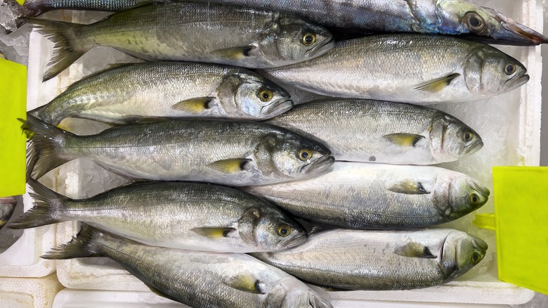 Whole bluefish on market tray