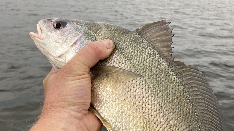 Fisher holding drum