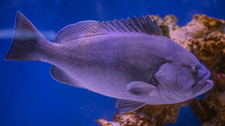 Grouper swimming by a reef