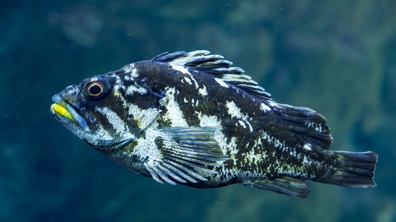 Closeup of Pacific rockfish swimming