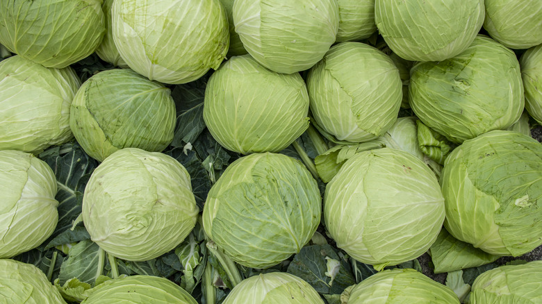 many cabbages from above