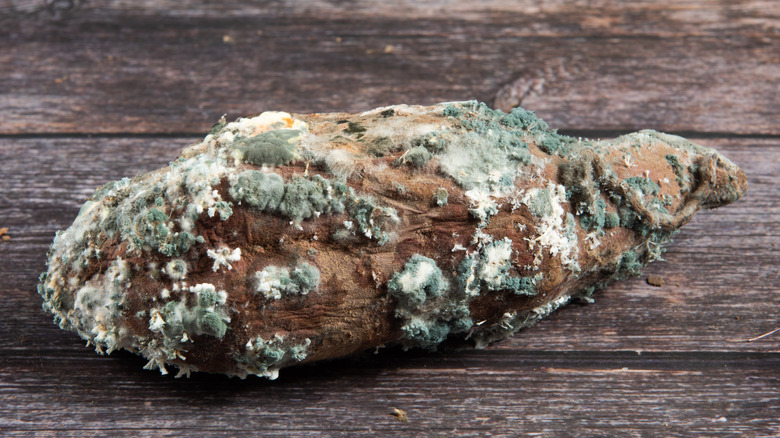 Moldy sweet potato