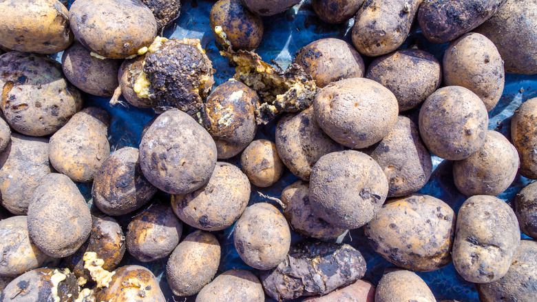 Close up of rotten potatoes