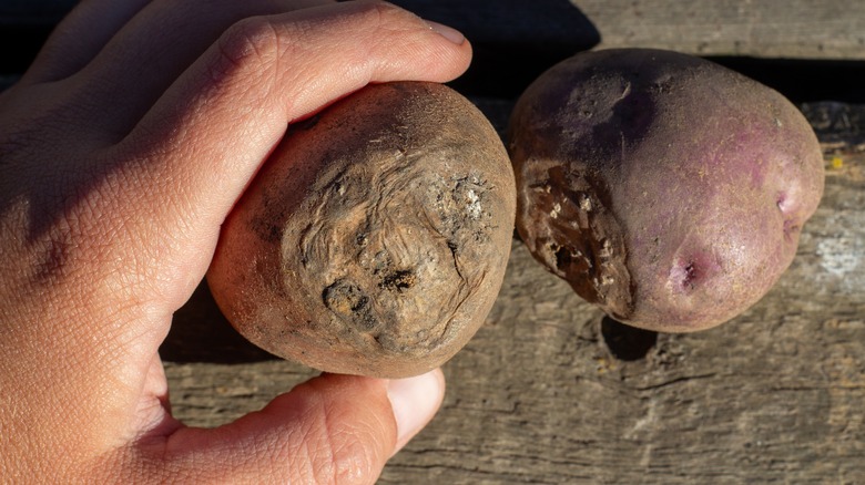 Rotten spots on potatoes