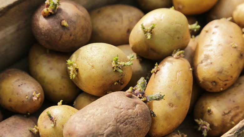 Sprouted potatoes in crate