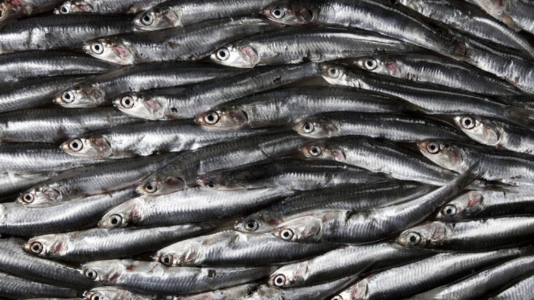 swarm of anchovies