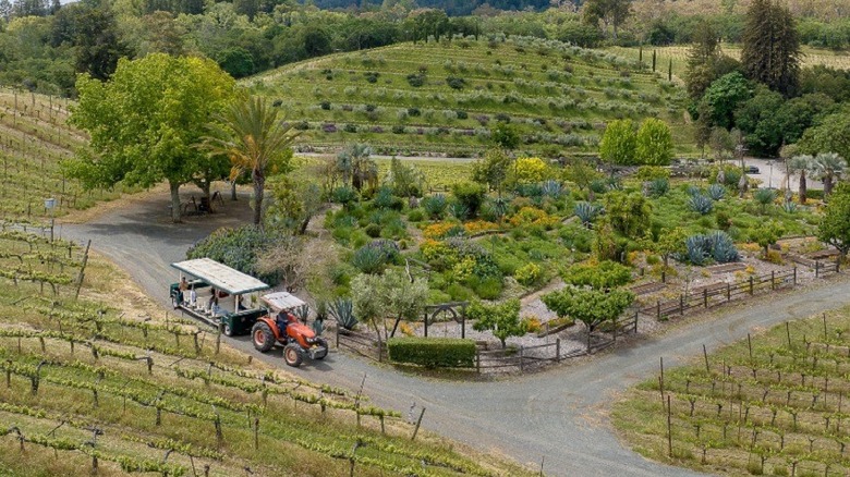 A tractor in a vineyard