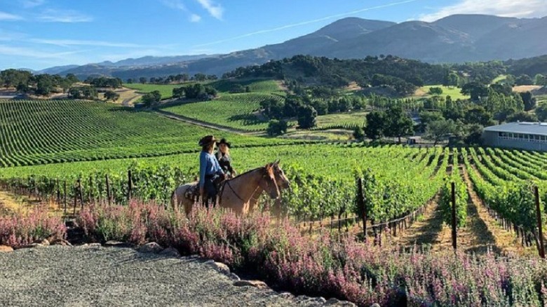 Two people on horseback in a vineyard