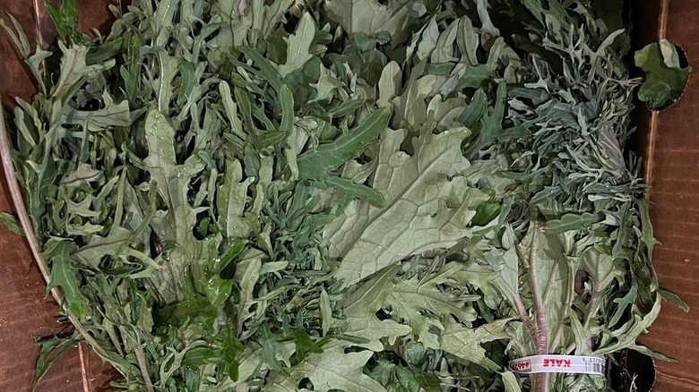 Bea Necessities kale leaves