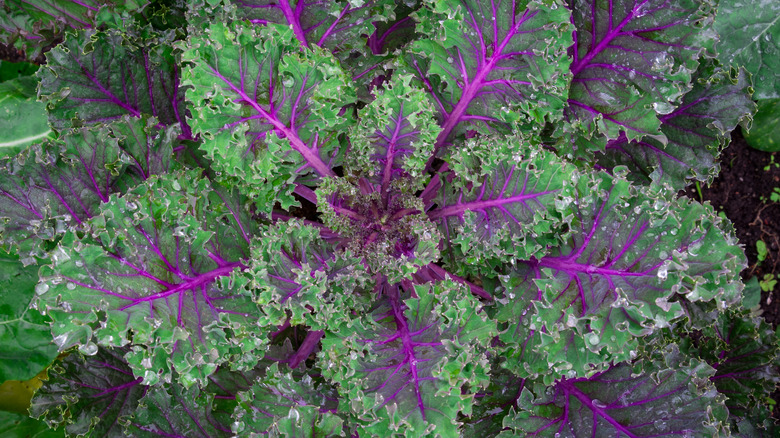 Red Russian kale leaves
