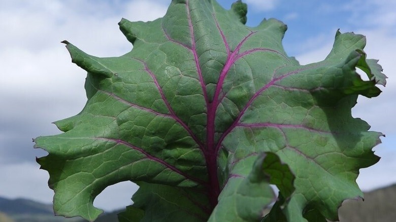 Simone Broadleaf kale leaf