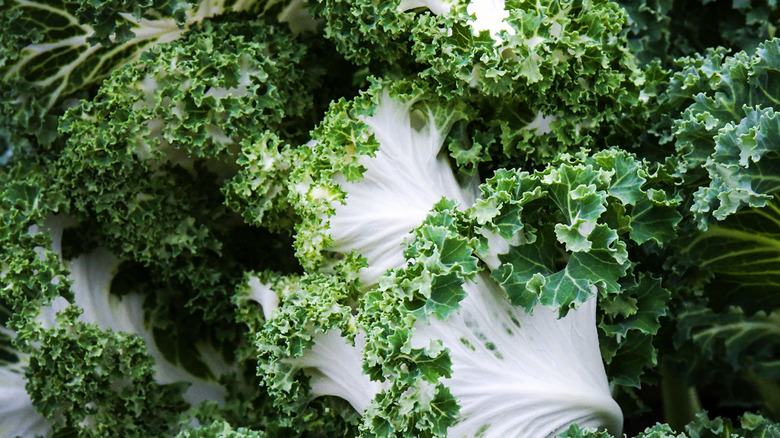Closeup of white kale leaves