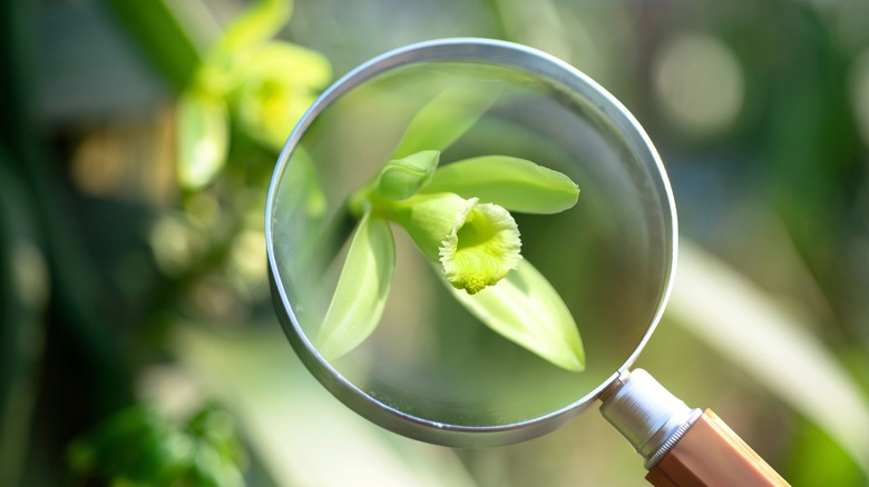 vanilla flower under magnifying glass