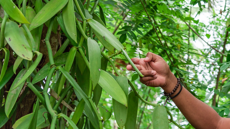 Person holding green vanilla bean plant