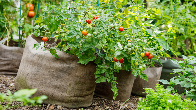 Cherry tomatoes growing in a garden