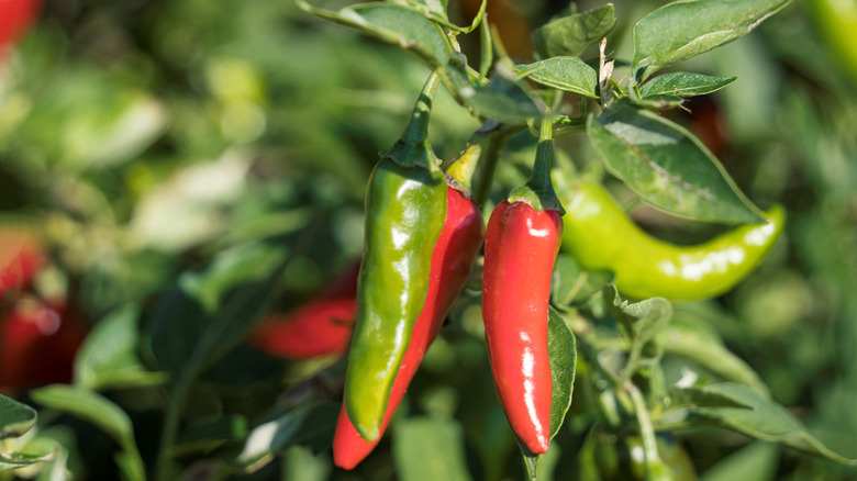 chili peppers growing in a garden