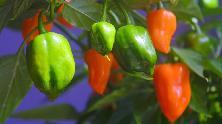 multi-colored habanero peppers growing on a plant