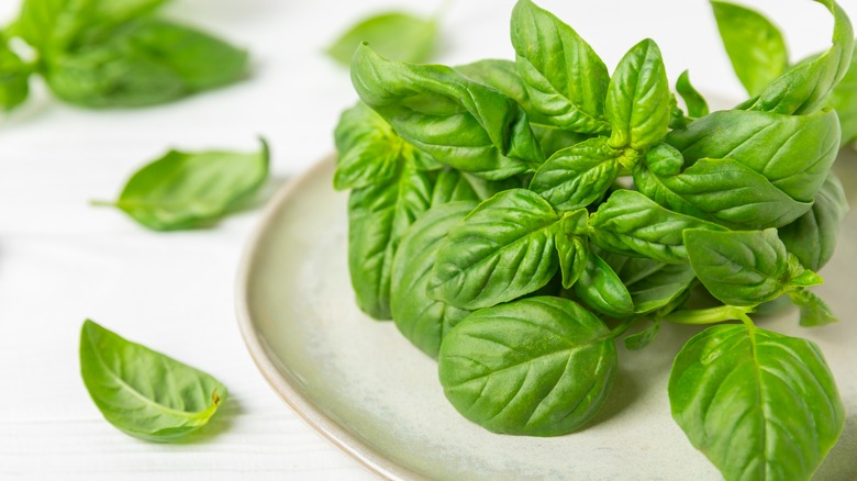 Fresh basil on a plate