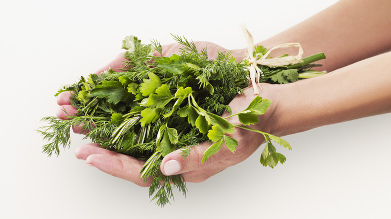 Cupped hands full of fresh herbs