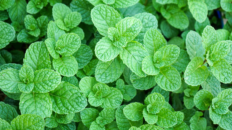 mint leaves